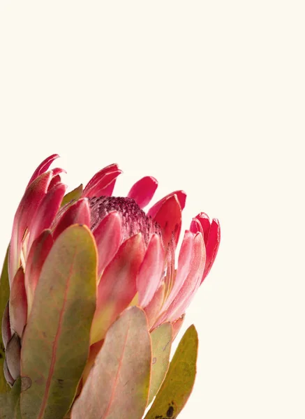 Close Protea Flower Isolated White Background — Stock Photo, Image