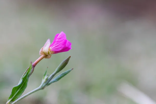 小さな紫色の野の花のマクロは 自然界で細かい — ストック写真