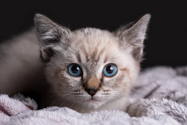 一只蓝眼睛的灰色小猫咪躺在一张肥白蓬松的毛毯上 — 图库照片