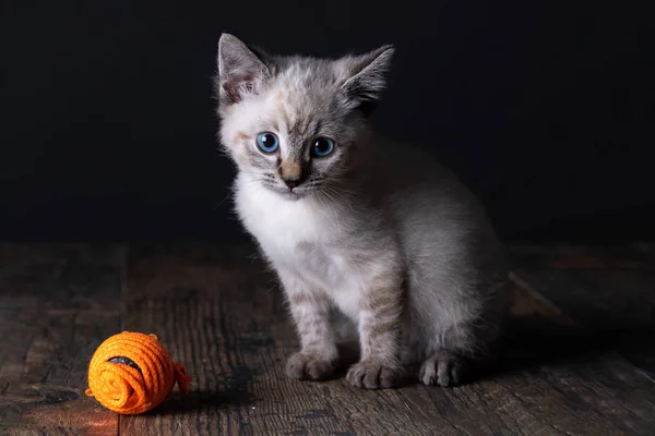 Hermoso Gatito Gris Rayado Con Ojos Azules Sobre Fondo Negro —  Fotos de Stock