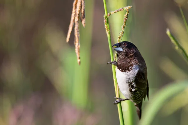 Bronze Mannikin Bird Sitting Stems Grass Eat Some Fresh Seeds — Stock Photo, Image