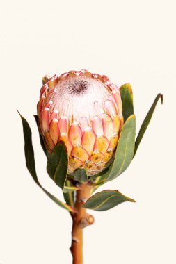 Beyaz arkaplanda izole edilmiş bir protea çiçeğinin yakın çekimi
