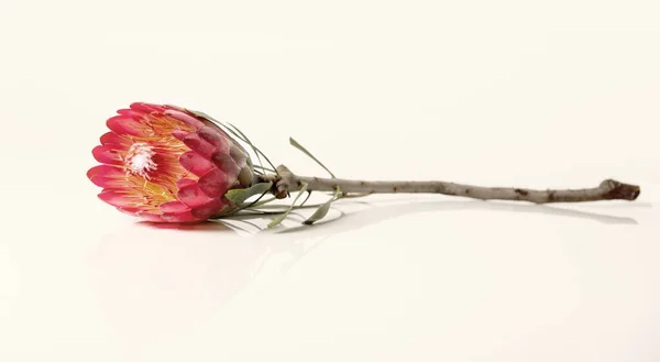 Close Protea Flower Isolated White Background — Stock Photo, Image