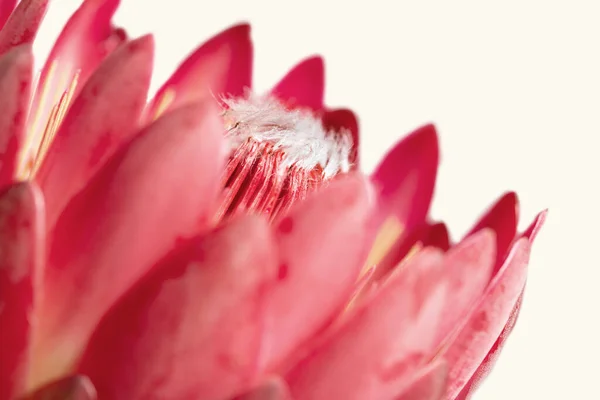 Närbild Protea Blomma Isolerad Vit Bakgrund — Stockfoto