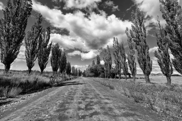 Row Autumn Colour Poplar Trees Lining Side Broown Dirt Road — Stock Photo, Image