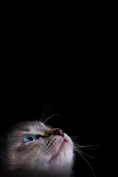 Güzel Çizgili Gri Bir Kedi Yavrusunun Portresi Mavi Gözlü Siyah — Stok fotoğraf