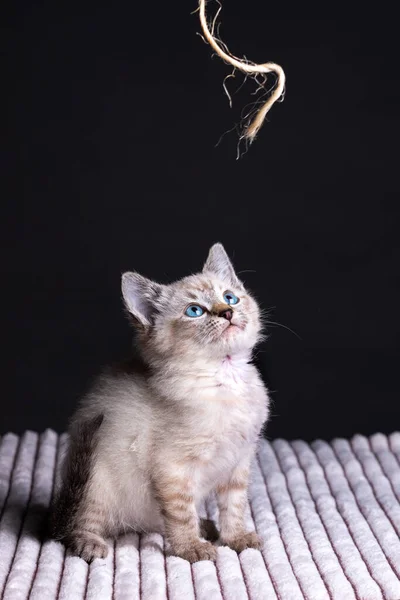 美しい縞模様の灰色の子猫と青い目がロープの一片で遊んでいます — ストック写真