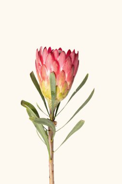 Beyaz arkaplanda izole edilmiş bir protea çiçeğinin yakın çekimi