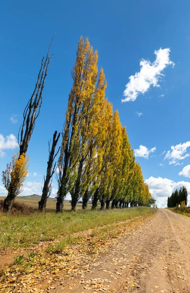 Řada Podzimních Barevných Topolových Stromů Lemujících Stranu Prašné Cesty — Stock fotografie