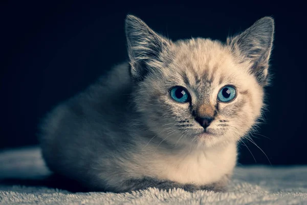 Маленький Серый Котенок Голубыми Глазами Лежал Белом Пушистом Одеяле — стоковое фото