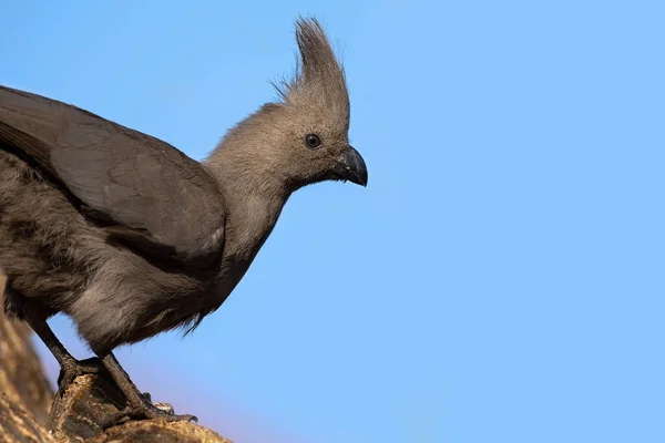 Grauer Vogel Sitzt Auf Totem Ast Und Sucht Nahrung — Stockfoto