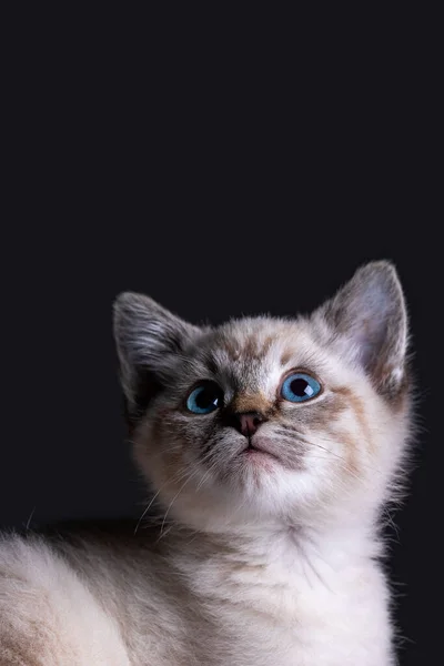 Güzel Çizgili Gri Bir Kedi Yavrusunun Portresi Mavi Gözlü Siyah — Stok fotoğraf