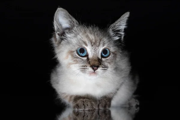 Hermoso Gatito Gris Rayado Con Ojos Azules Una Superficie Brillante —  Fotos de Stock