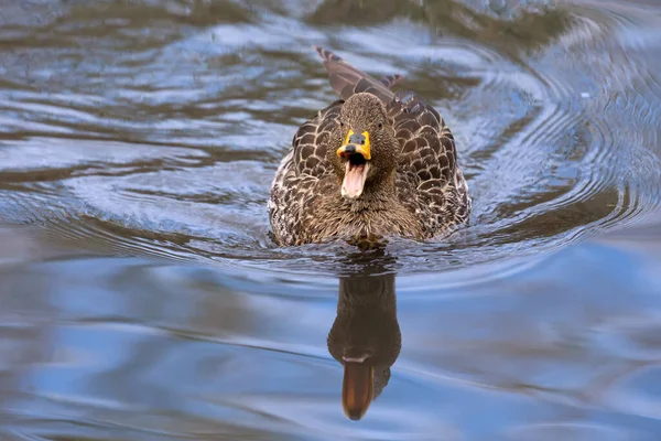 Lone Yellow Billed Duck Swimming Surface Pond — Stock Photo, Image