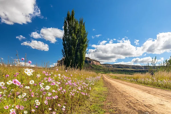 Peupliers Couleur Automne Bordant Chemin Terre Avec Des Fleurs Cosmos — Photo