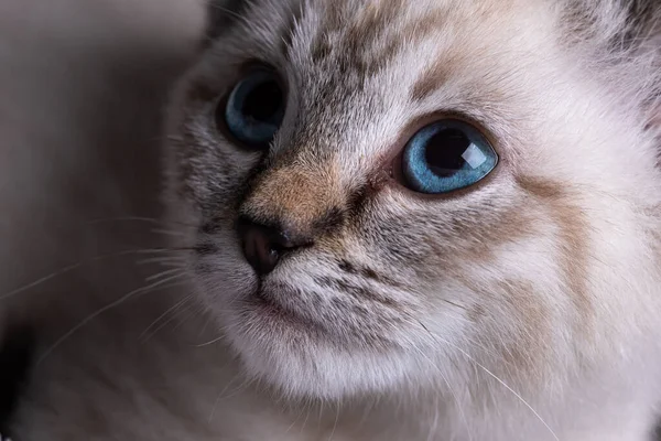 Güzel çizgili gri bir kedi yavrusunun ve delici mavi gözlerinin yakın plan portresi.