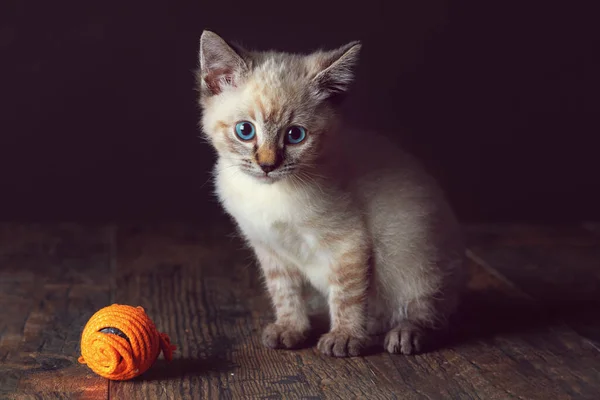 美しい縞模様の灰色の子猫とともに青い目黒の背景再生とともにボールOf Twine — ストック写真