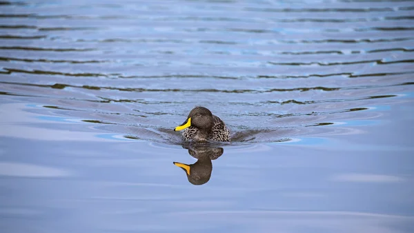 Lone Yellow Billed Duck Swimming Surface Pond — Stock Photo, Image
