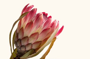 Beyaz arkaplanda izole edilmiş bir protea çiçeğinin yakın çekimi