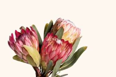 Beyaz arkaplanda izole edilmiş bir protea çiçeğinin yakın çekimi