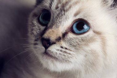 Güzel çizgili gri bir kedi yavrusunun ve delici mavi gözlerinin yakın plan portresi.