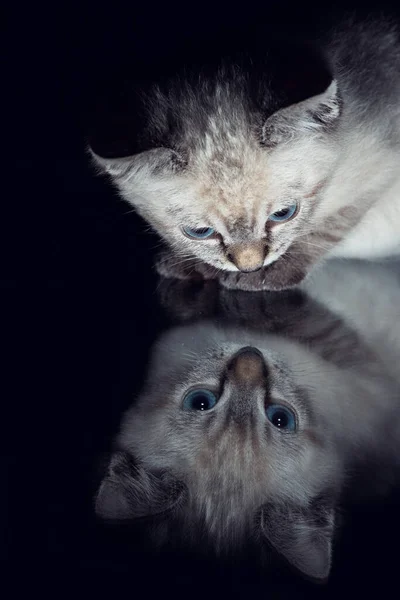 Krásné Pruhované Šedé Kotě Modrýma Očima Lesklém Povrchu Jasným Odrazem — Stock fotografie