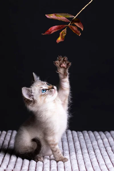 美しい縞模様の灰色の子猫と青い目は長い茎に葉で遊んでいます — ストック写真