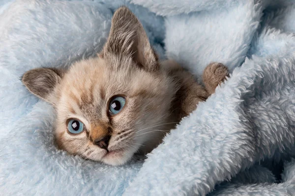 Klein Grijs Katje Met Blauwe Ogen Een Witte Pluizige Deken — Stockfoto