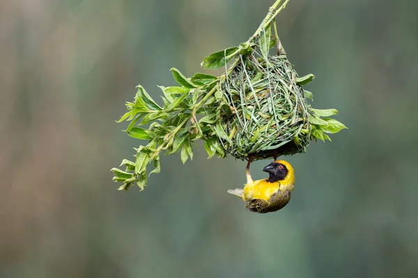 Male Southern Masked Weaver Building Nest Green Grass — Stock Photo, Image