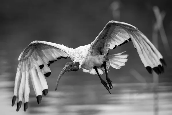 Africké Posvátné Ibis Letu Přilétají Přistát Mokřině — Stock fotografie