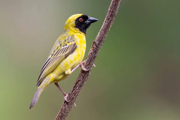 Male Southern Masked Weaver Building Nest Green Grass — Stock Photo, Image