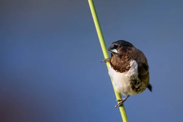 Bronze Mannikin Pássaro Sentado Hastes Grama Para Comer Algumas Sementes — Fotografia de Stock