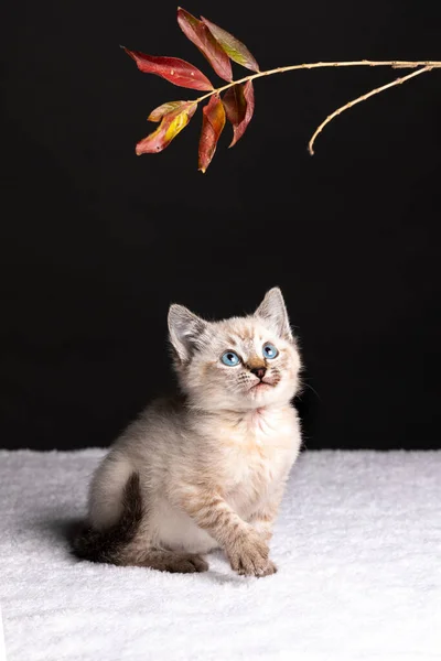 Schöne Gestreifte Graue Kätzchen Mit Blauen Augen Die Mit Einem — Stockfoto