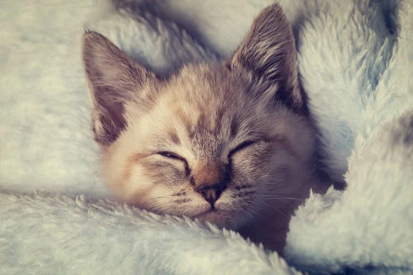 Beau Chaton Gris Rayé Dormant Paisiblement Dans Une Couverture Moelleuse — Photo