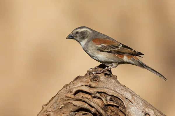 Cape Sparrow Female Sitting Dead Branch Looking Some Food — Stock Photo, Image