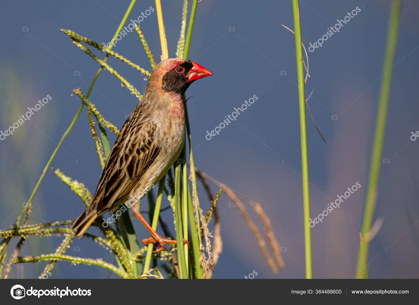 Pájaro Quelea Pico Rojo Sentado Tallos Hierba Para Comer Semillas