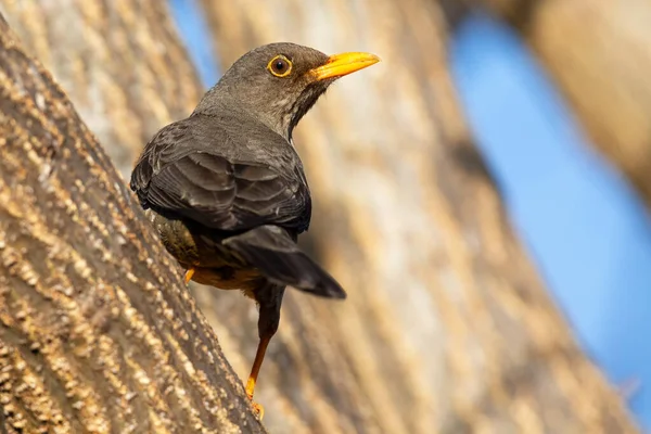 Brown Karoo Lijster Zittend Een Dode Tak Zoek Naar Wat — Stockfoto