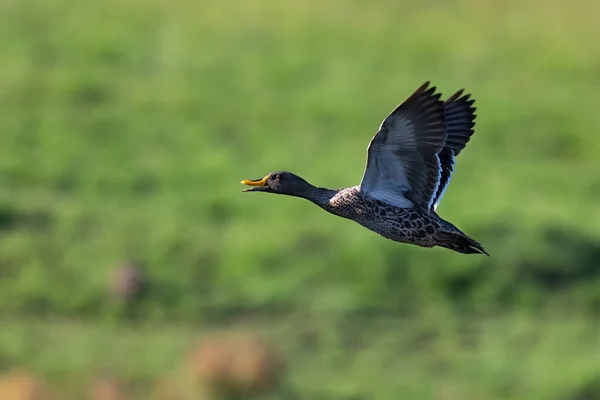 African Yellow Billed Duck Locie Nad Zielonym Mokradłem Aby Znaleźć — Zdjęcie stockowe