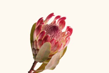 Beyaz arkaplanda izole edilmiş bir protea çiçeğinin yakın çekimi