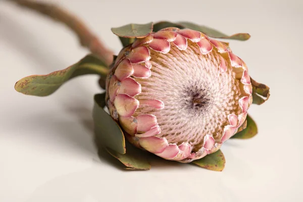 Gros Plan Une Fleur Protéa Isolée Sur Fond Blanc — Photo