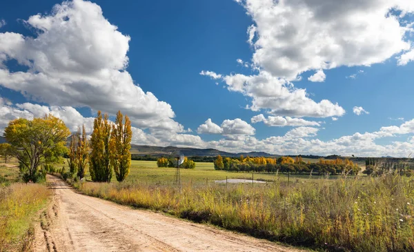 Fila Árvores Álamo Cor Outono Que Revestem Lado Uma Estrada — Fotografia de Stock