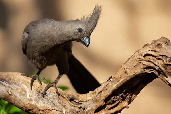 Grey Away Bird Sentado Galho Morto Procura Alguma Comida — Fotografia de Stock