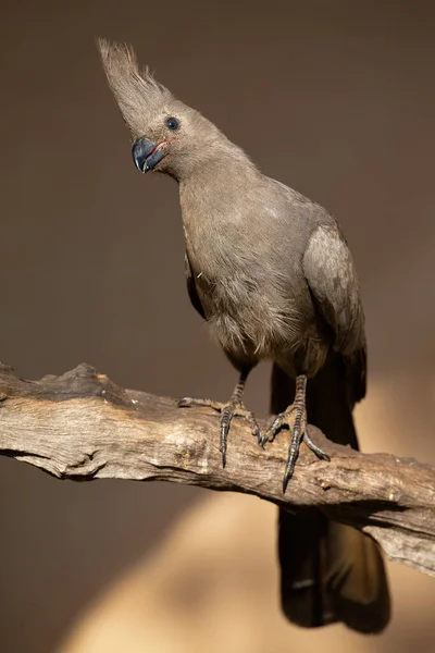 Oiseau Disparu Gris Assis Sur Une Branche Morte Recherche Nourriture — Photo