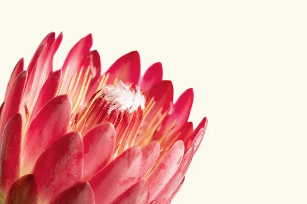 Close Uma Flor Protea Isolada Fundo Branco — Fotografia de Stock