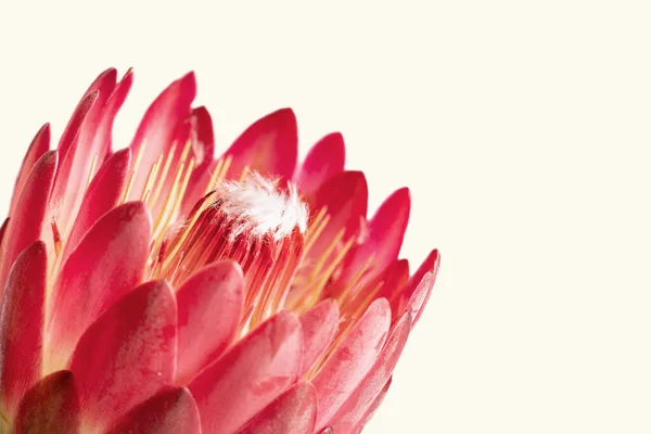 Närbild Protea Blomma Isolerad Vit Bakgrund — Stockfoto