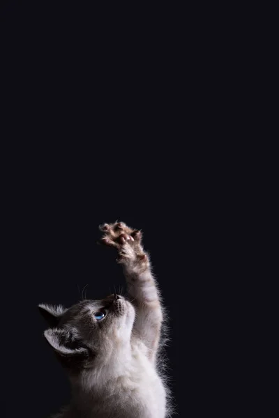 Siyah Arka Planda Mavi Gözlü Güzel Çizgili Gri Bir Kedi — Stok fotoğraf