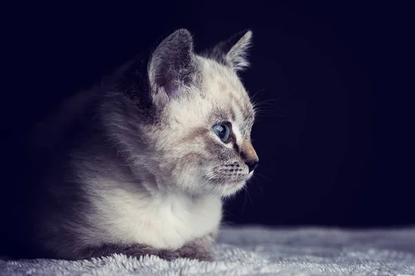 Kleine Graue Kätzchen Mit Blauen Augen Lagen Auf Einer Soth — Stockfoto