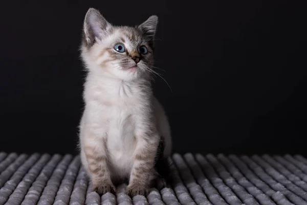 一只蓝眼睛的灰色小猫咪躺在一张肥白蓬松的毛毯上 — 图库照片