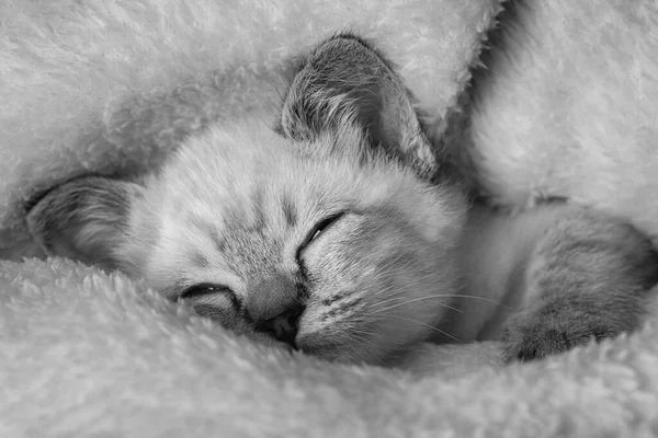 Hermosa Rayas Gris Gatito Durmiendo Tranquilo Mullido Manta —  Fotos de Stock