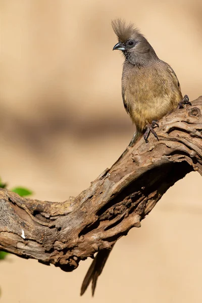 斑斑的老鼠鸟坐在一根枯死的树枝上寻找食物 — 图库照片